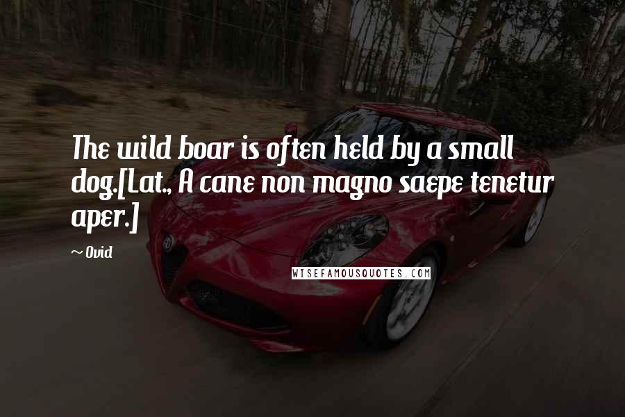Ovid Quotes: The wild boar is often held by a small dog.[Lat., A cane non magno saepe tenetur aper.]