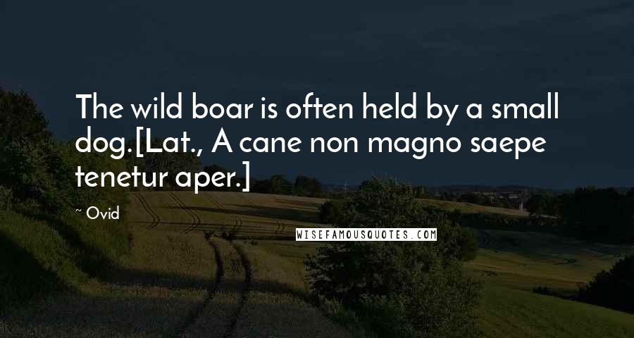 Ovid Quotes: The wild boar is often held by a small dog.[Lat., A cane non magno saepe tenetur aper.]