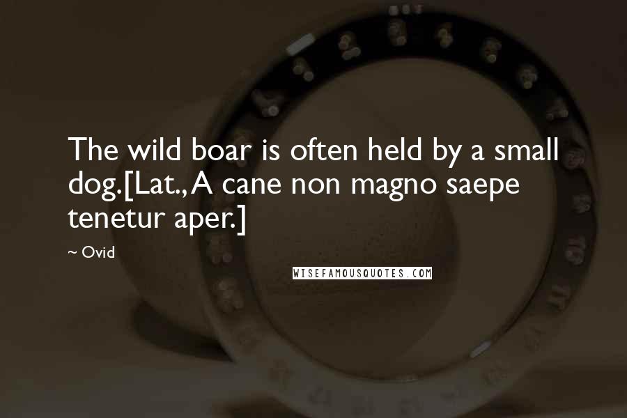Ovid Quotes: The wild boar is often held by a small dog.[Lat., A cane non magno saepe tenetur aper.]