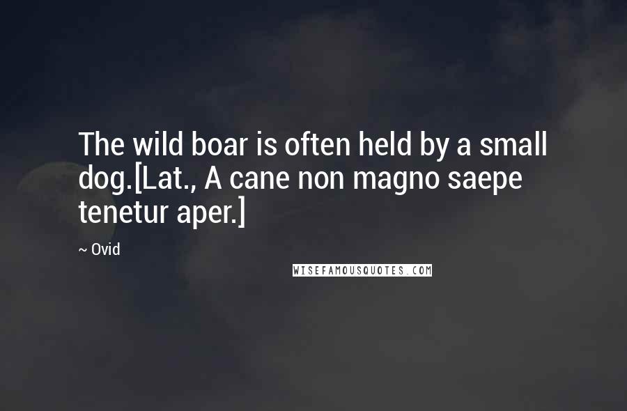 Ovid Quotes: The wild boar is often held by a small dog.[Lat., A cane non magno saepe tenetur aper.]