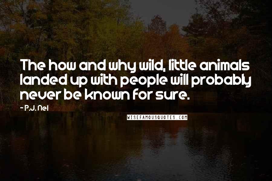 P.J. Nel Quotes: The how and why wild, little animals landed up with people will probably never be known for sure.