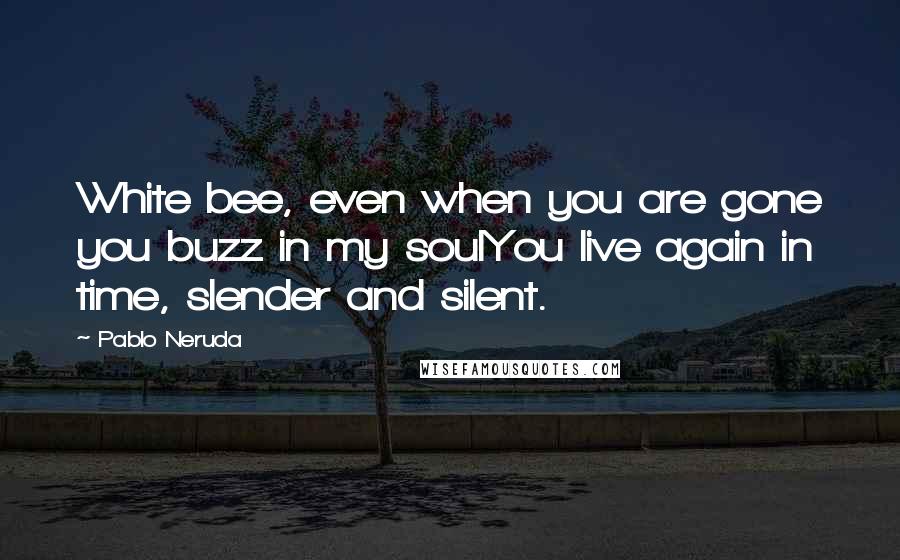 Pablo Neruda Quotes: White bee, even when you are gone you buzz in my soulYou live again in time, slender and silent.