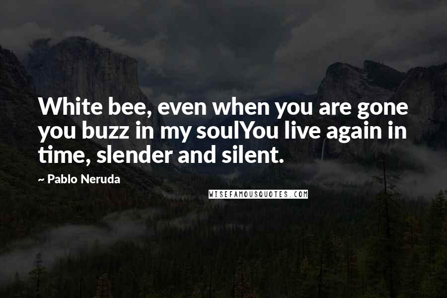 Pablo Neruda Quotes: White bee, even when you are gone you buzz in my soulYou live again in time, slender and silent.