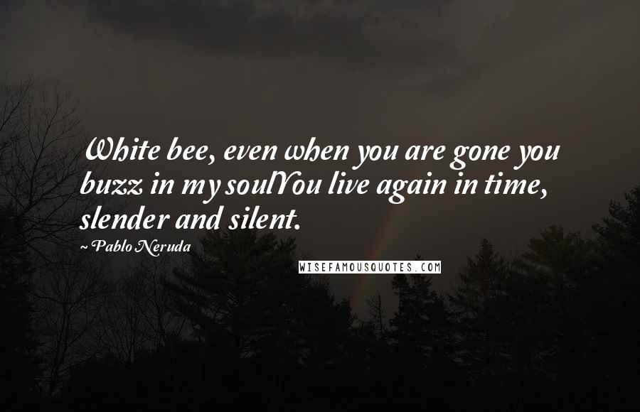 Pablo Neruda Quotes: White bee, even when you are gone you buzz in my soulYou live again in time, slender and silent.