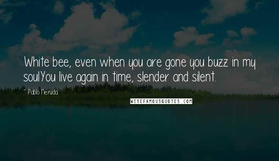 Pablo Neruda Quotes: White bee, even when you are gone you buzz in my soulYou live again in time, slender and silent.