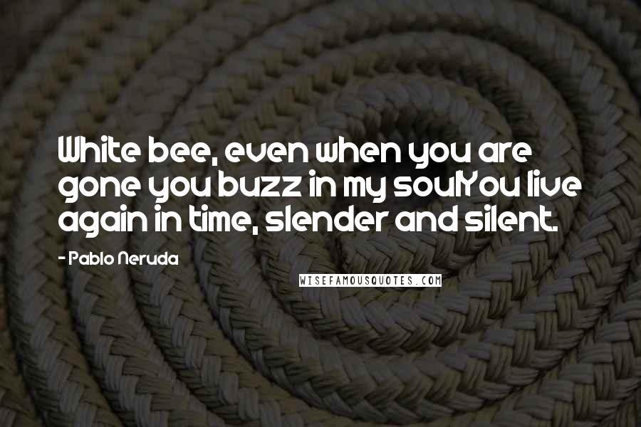 Pablo Neruda Quotes: White bee, even when you are gone you buzz in my soulYou live again in time, slender and silent.