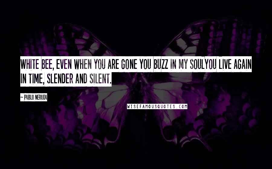 Pablo Neruda Quotes: White bee, even when you are gone you buzz in my soulYou live again in time, slender and silent.