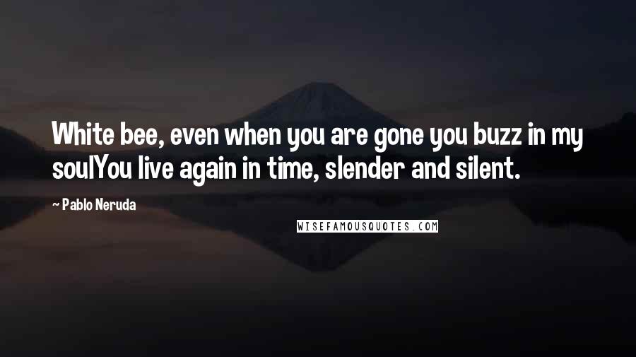 Pablo Neruda Quotes: White bee, even when you are gone you buzz in my soulYou live again in time, slender and silent.