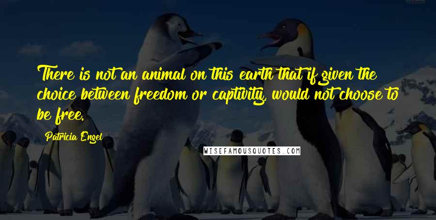Patricia Engel Quotes: There is not an animal on this earth that if given the choice between freedom or captivity, would not choose to be free.