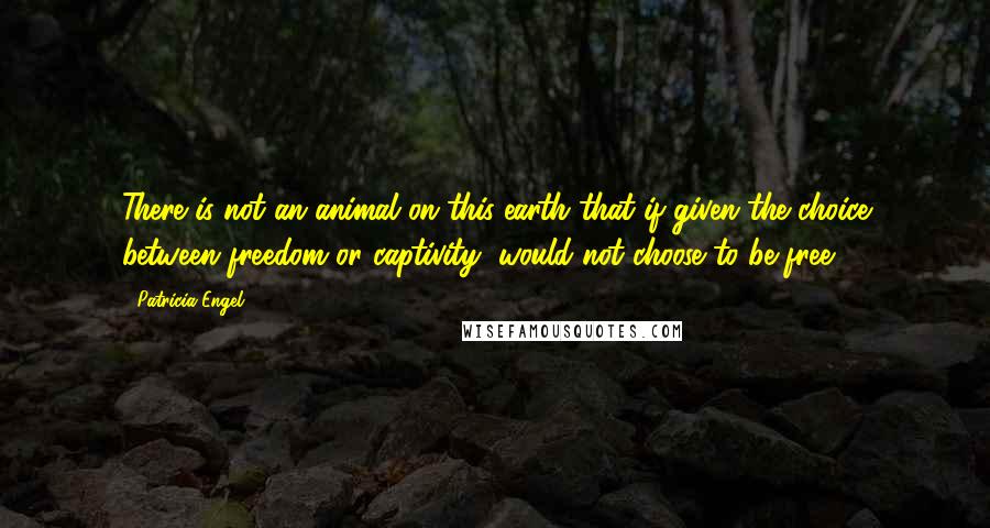 Patricia Engel Quotes: There is not an animal on this earth that if given the choice between freedom or captivity, would not choose to be free.