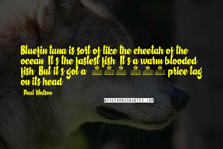 Paul Watson Quotes: Bluefin tuna is sort of like the cheetah of the ocean. It's the fastest fish. It's a warm-blooded fish. But it's got a $100,000 price tag on its head.