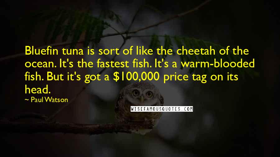 Paul Watson Quotes: Bluefin tuna is sort of like the cheetah of the ocean. It's the fastest fish. It's a warm-blooded fish. But it's got a $100,000 price tag on its head.