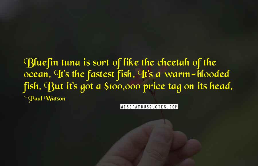 Paul Watson Quotes: Bluefin tuna is sort of like the cheetah of the ocean. It's the fastest fish. It's a warm-blooded fish. But it's got a $100,000 price tag on its head.