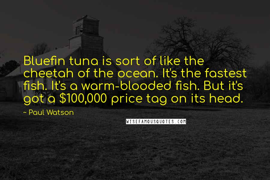 Paul Watson Quotes: Bluefin tuna is sort of like the cheetah of the ocean. It's the fastest fish. It's a warm-blooded fish. But it's got a $100,000 price tag on its head.