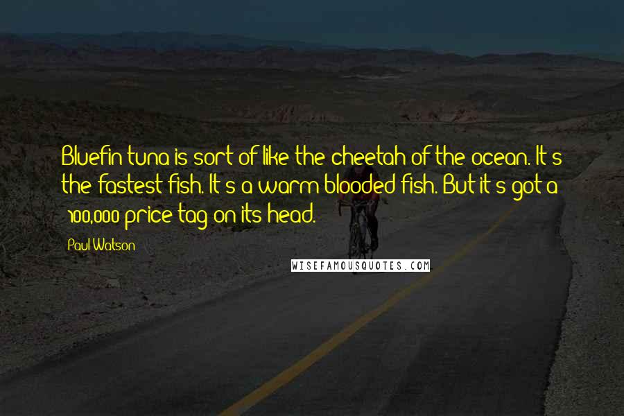 Paul Watson Quotes: Bluefin tuna is sort of like the cheetah of the ocean. It's the fastest fish. It's a warm-blooded fish. But it's got a $100,000 price tag on its head.