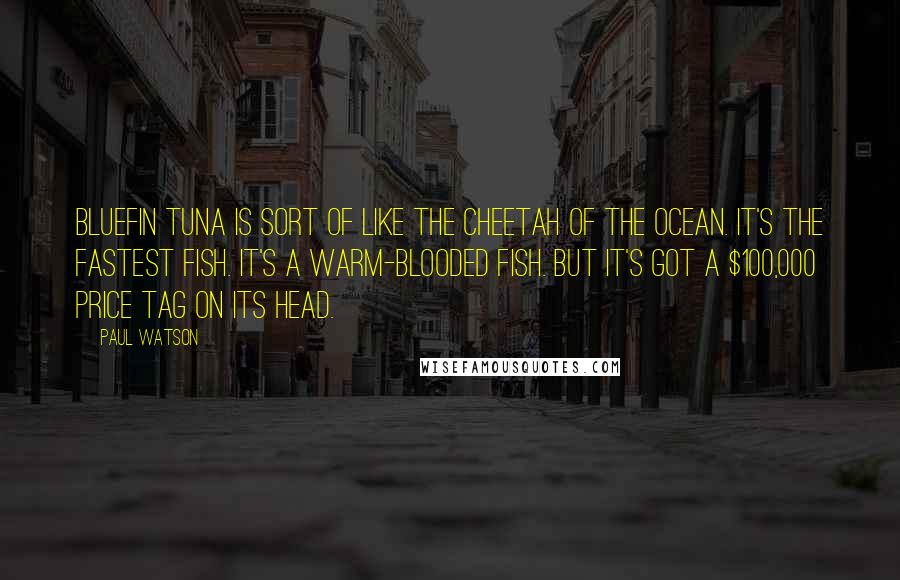 Paul Watson Quotes: Bluefin tuna is sort of like the cheetah of the ocean. It's the fastest fish. It's a warm-blooded fish. But it's got a $100,000 price tag on its head.