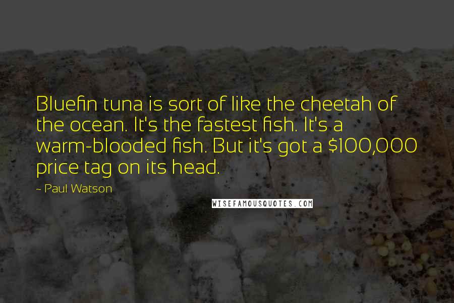 Paul Watson Quotes: Bluefin tuna is sort of like the cheetah of the ocean. It's the fastest fish. It's a warm-blooded fish. But it's got a $100,000 price tag on its head.