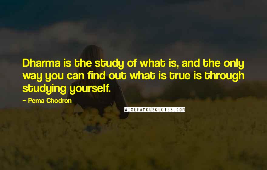 Pema Chodron Quotes: Dharma is the study of what is, and the only way you can find out what is true is through studying yourself.