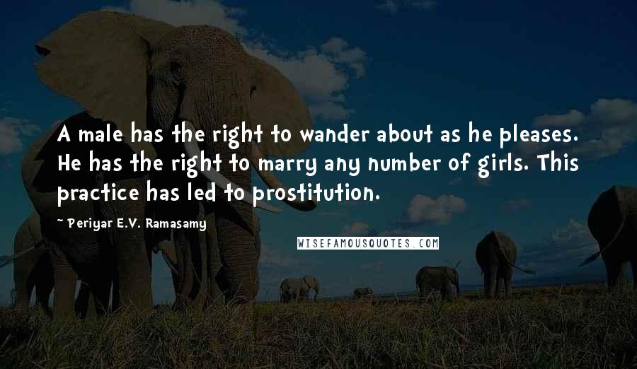 Periyar E.V. Ramasamy Quotes: A male has the right to wander about as he pleases. He has the right to marry any number of girls. This practice has led to prostitution.