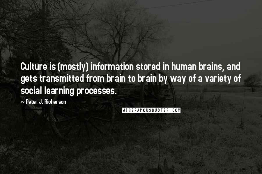 Peter J. Richerson Quotes: Culture is (mostly) information stored in human brains, and gets transmitted from brain to brain by way of a variety of social learning processes.