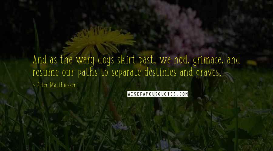 Peter Matthiessen Quotes: And as the wary dogs skirt past, we nod, grimace, and resume our paths to separate destinies and graves.