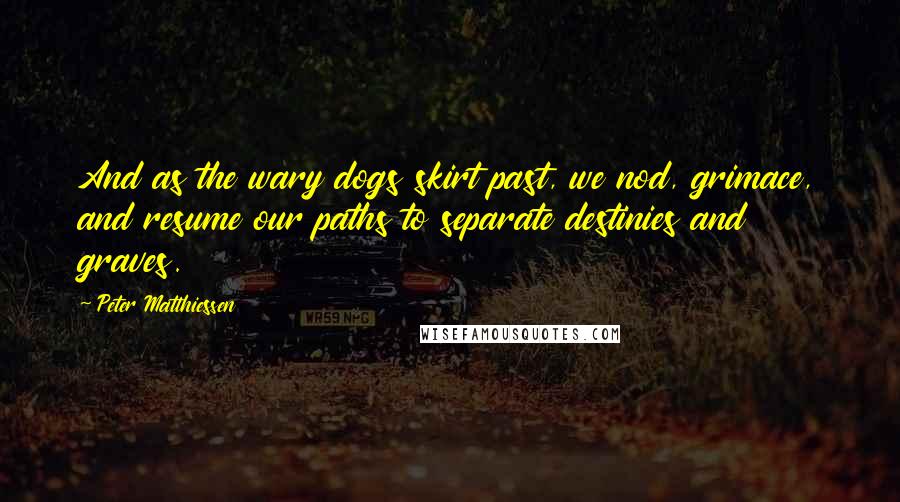 Peter Matthiessen Quotes: And as the wary dogs skirt past, we nod, grimace, and resume our paths to separate destinies and graves.