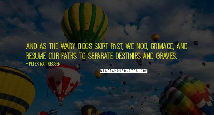 Peter Matthiessen Quotes: And as the wary dogs skirt past, we nod, grimace, and resume our paths to separate destinies and graves.