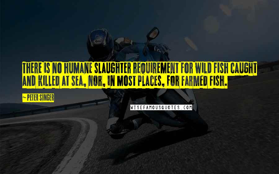 Peter Singer Quotes: There is no humane slaughter requirement for wild fish caught and killed at sea, nor, in most places, for farmed fish.