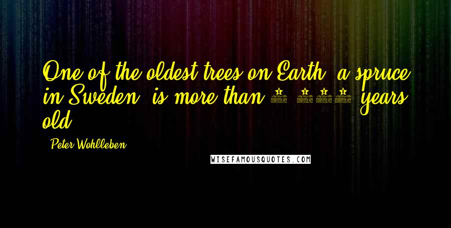 Peter Wohlleben Quotes: One of the oldest trees on Earth, a spruce in Sweden, is more than 9,500 years old.