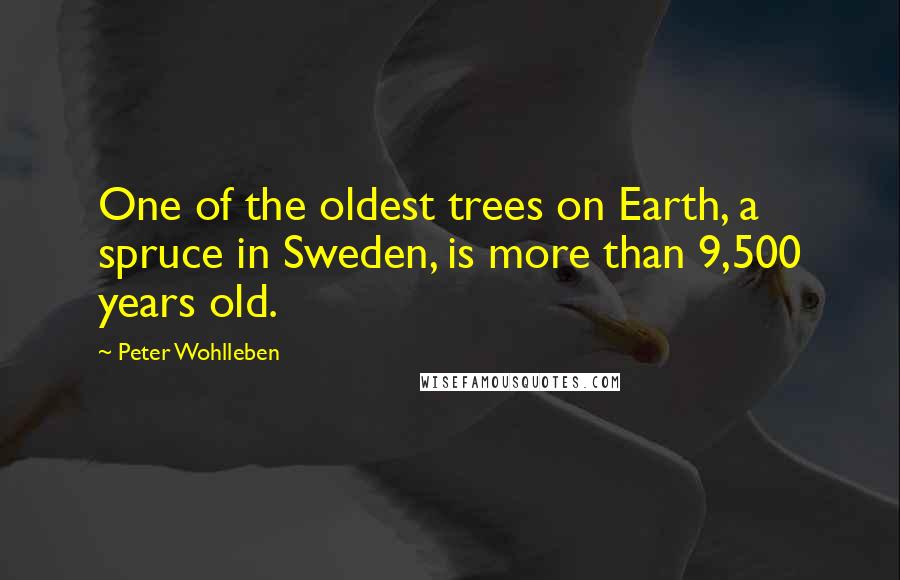 Peter Wohlleben Quotes: One of the oldest trees on Earth, a spruce in Sweden, is more than 9,500 years old.