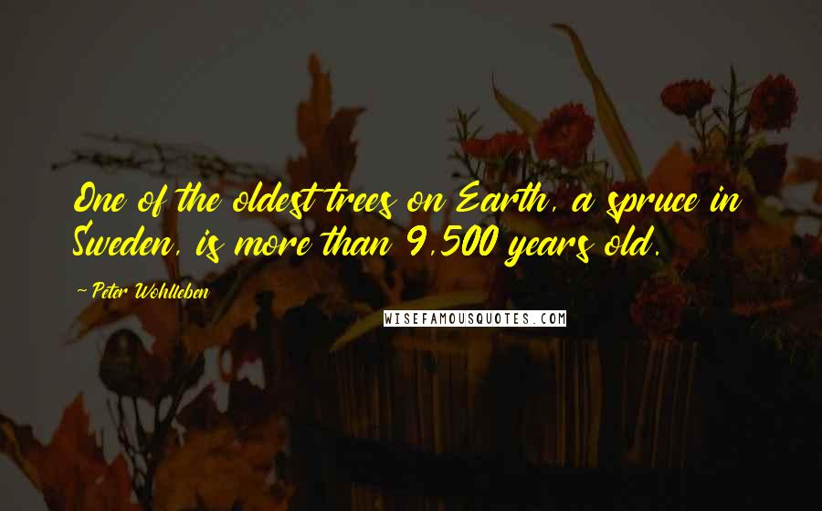 Peter Wohlleben Quotes: One of the oldest trees on Earth, a spruce in Sweden, is more than 9,500 years old.