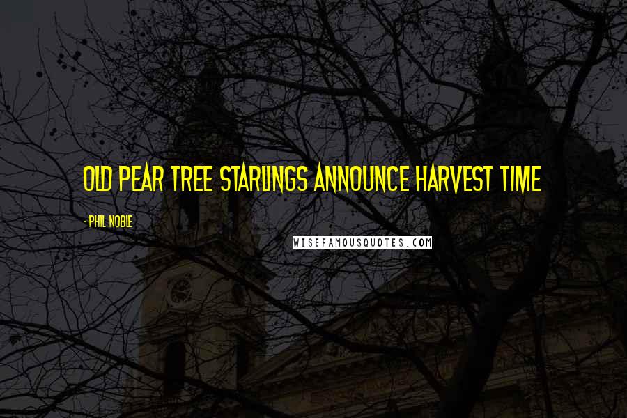 Phil Noble Quotes: Old pear tree starlings announce harvest time