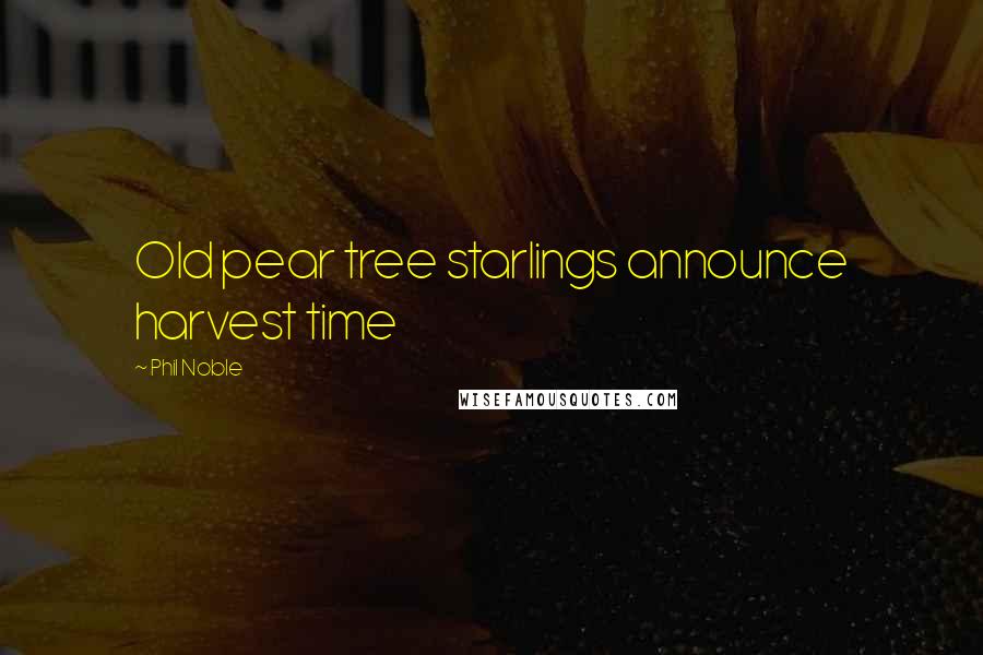 Phil Noble Quotes: Old pear tree starlings announce harvest time