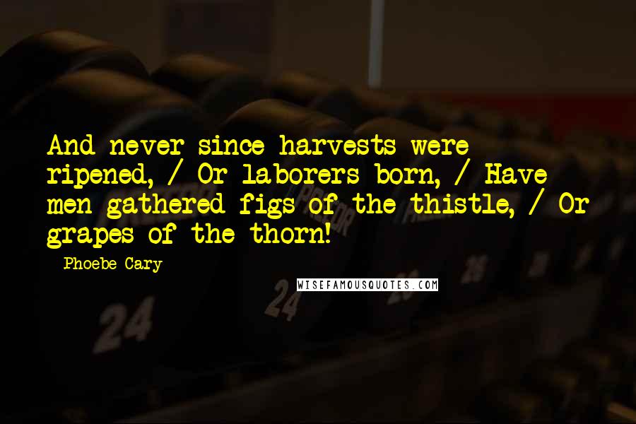 Phoebe Cary Quotes: And never since harvests were ripened, / Or laborers born, / Have men gathered figs of the thistle, / Or grapes of the thorn!
