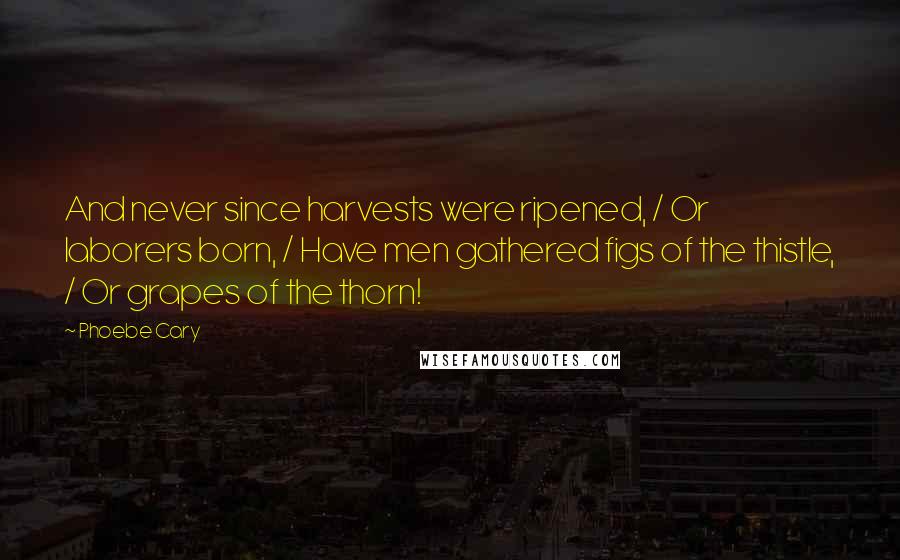 Phoebe Cary Quotes: And never since harvests were ripened, / Or laborers born, / Have men gathered figs of the thistle, / Or grapes of the thorn!