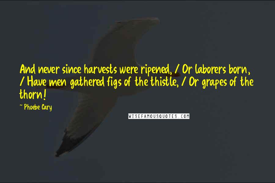 Phoebe Cary Quotes: And never since harvests were ripened, / Or laborers born, / Have men gathered figs of the thistle, / Or grapes of the thorn!