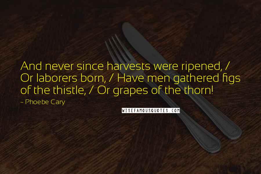 Phoebe Cary Quotes: And never since harvests were ripened, / Or laborers born, / Have men gathered figs of the thistle, / Or grapes of the thorn!