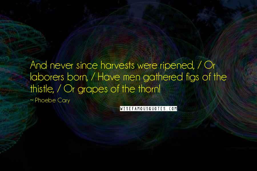 Phoebe Cary Quotes: And never since harvests were ripened, / Or laborers born, / Have men gathered figs of the thistle, / Or grapes of the thorn!