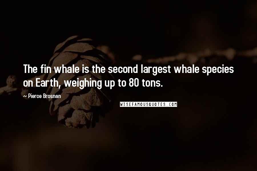 Pierce Brosnan Quotes: The fin whale is the second largest whale species on Earth, weighing up to 80 tons.