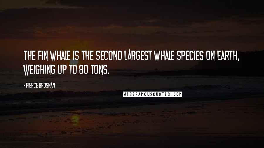 Pierce Brosnan Quotes: The fin whale is the second largest whale species on Earth, weighing up to 80 tons.