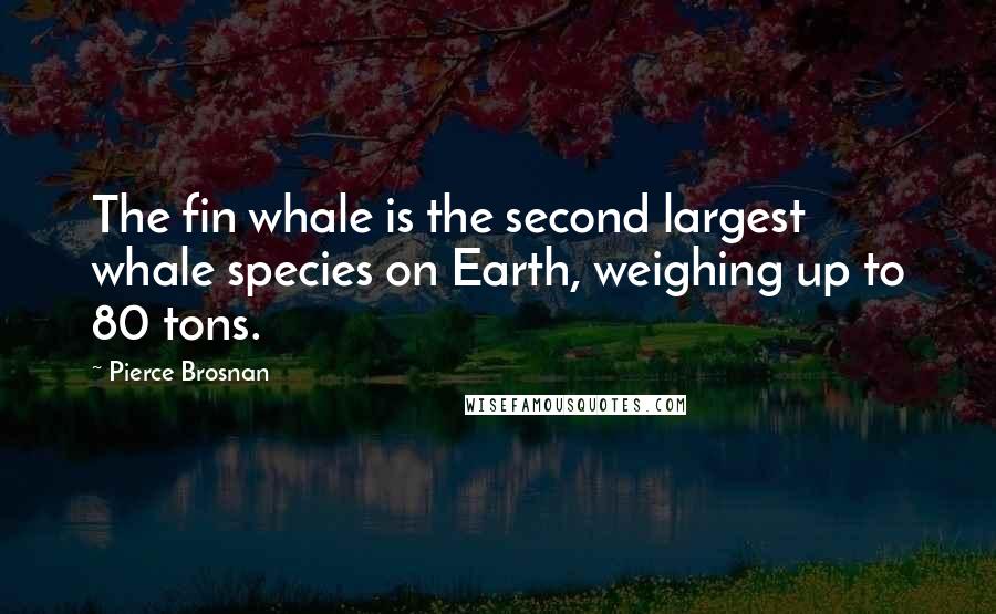 Pierce Brosnan Quotes: The fin whale is the second largest whale species on Earth, weighing up to 80 tons.