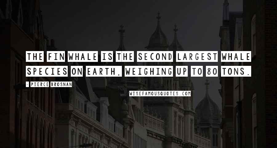 Pierce Brosnan Quotes: The fin whale is the second largest whale species on Earth, weighing up to 80 tons.