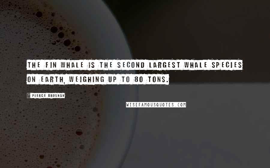 Pierce Brosnan Quotes: The fin whale is the second largest whale species on Earth, weighing up to 80 tons.
