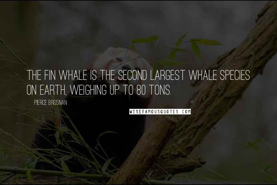 Pierce Brosnan Quotes: The fin whale is the second largest whale species on Earth, weighing up to 80 tons.
