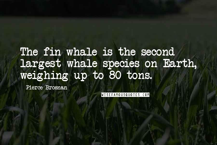 Pierce Brosnan Quotes: The fin whale is the second largest whale species on Earth, weighing up to 80 tons.