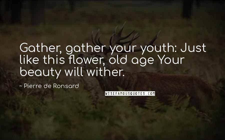 Pierre De Ronsard Quotes: Gather, gather your youth: Just like this flower, old age Your beauty will wither.