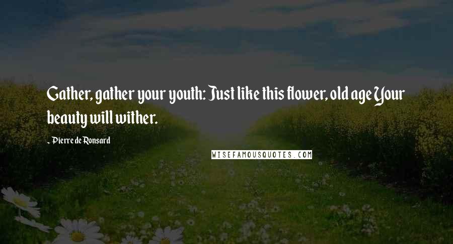 Pierre De Ronsard Quotes: Gather, gather your youth: Just like this flower, old age Your beauty will wither.