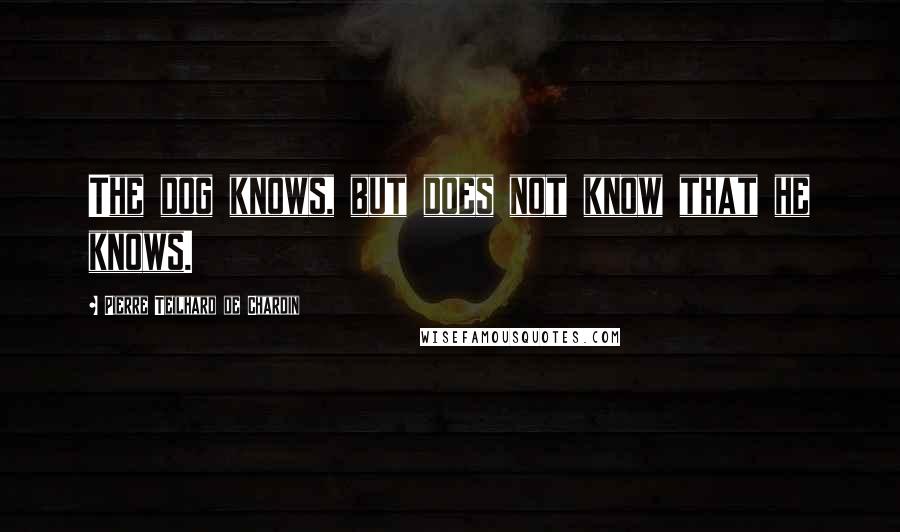Pierre Teilhard De Chardin Quotes: The dog knows, but does not know that he knows.