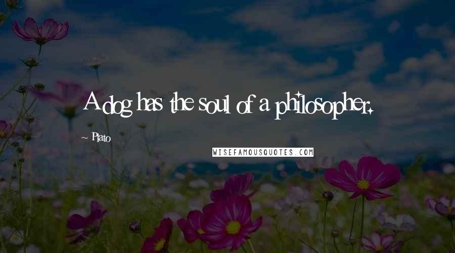 Plato Quotes: A dog has the soul of a philosopher.