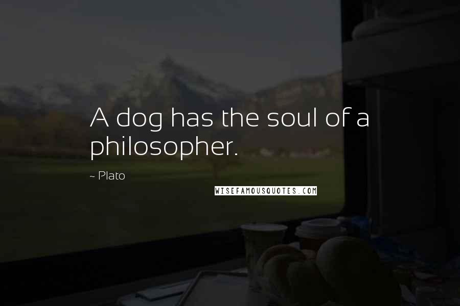Plato Quotes: A dog has the soul of a philosopher.